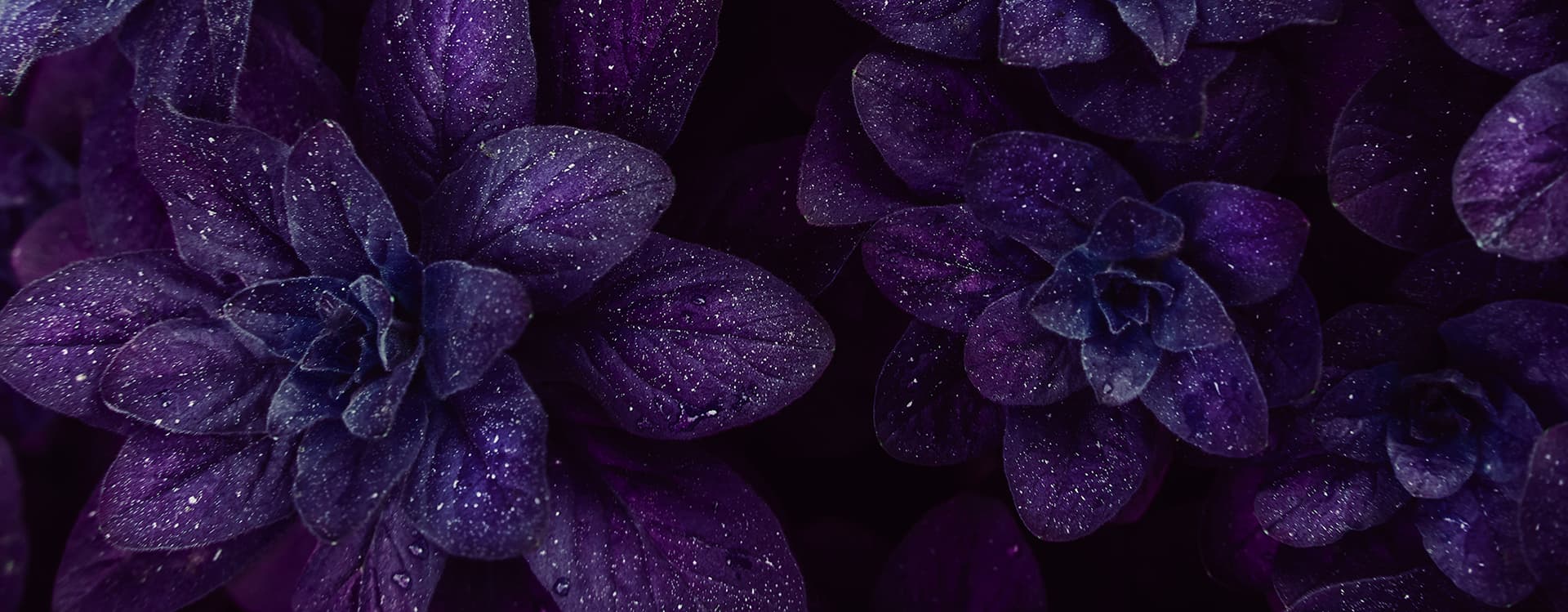 bakgrund-lila-blommor-ny